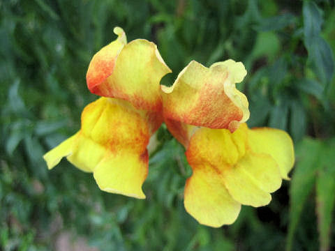 Antirrhinum majus