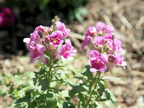 Antirrhinum majus