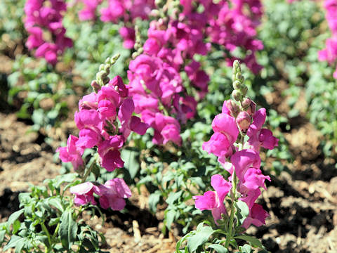 Antirrhinum majus