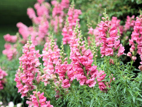 Antirrhinum majus