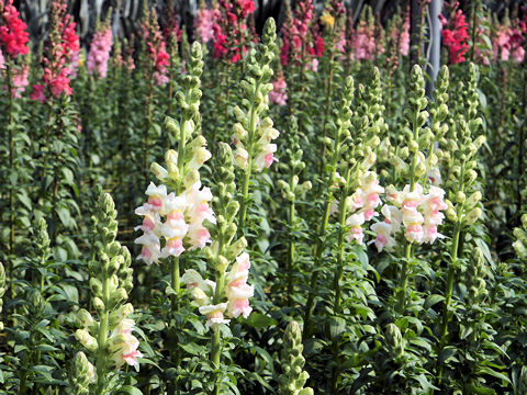 Antirrhinum majus