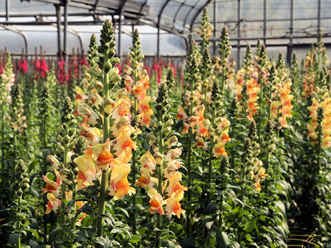 Antirrhinum majus