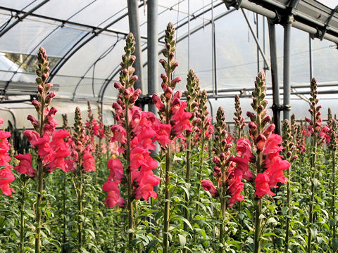 Antirrhinum majus