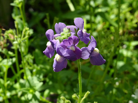 Antirrhinum majus