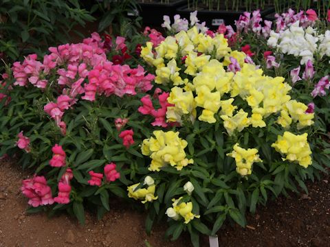 Antirrhinum majus cv. Floral Shower