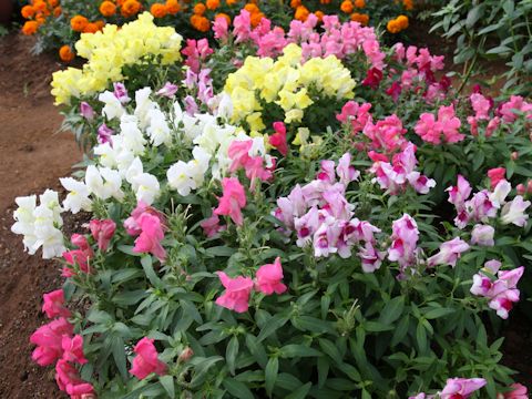 Antirrhinum majus cv. Floral Shower