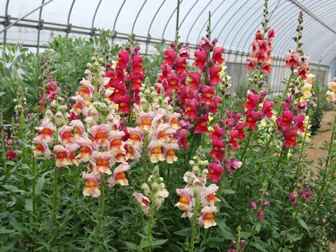 Antirrhinum majus cv. Brazilian Carnival