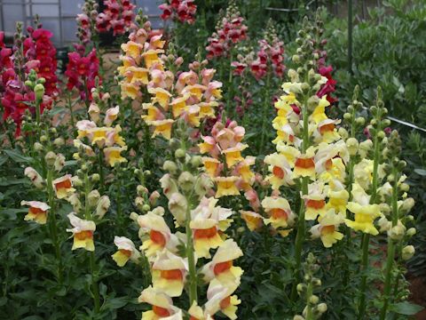 Antirrhinum majus cv. Brazilian Carnival