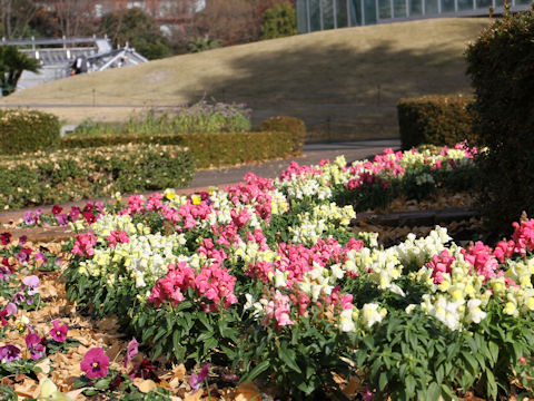 Antirrhinum majus