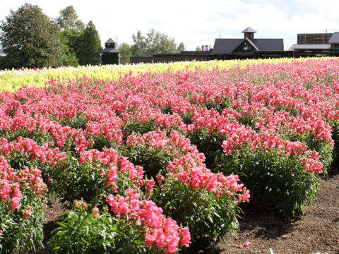 Antirrhinum majus