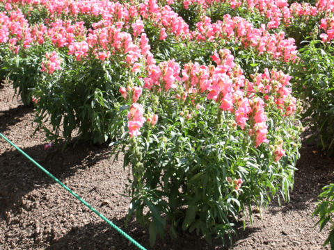 Antirrhinum majus