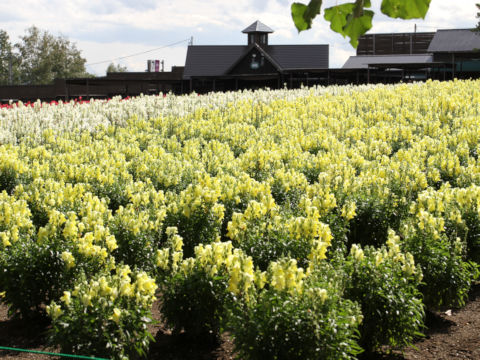 Antirrhinum majus