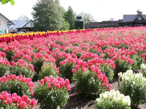 Antirrhinum majus