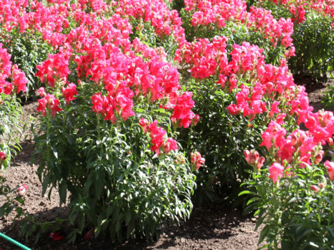 Antirrhinum majus