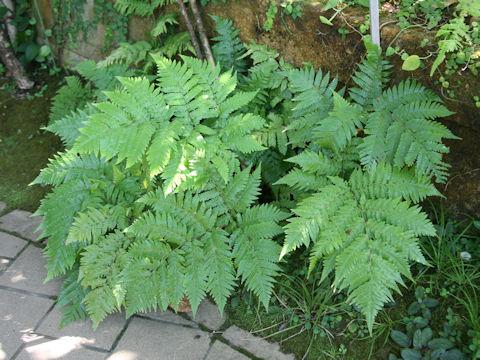 Ctenitis lepigera