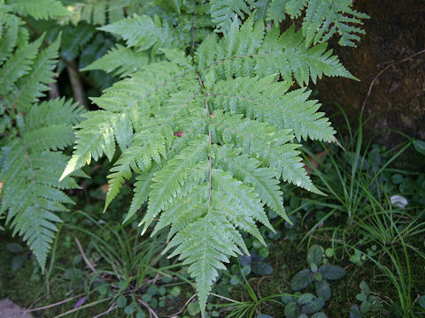Ctenitis lepigera