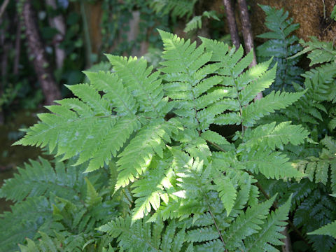 Ctenitis lepigera