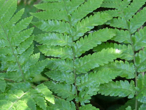 Ctenitis lepigera