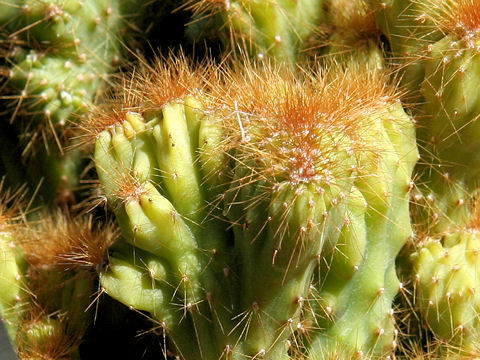 Cereus variabilis f. monst