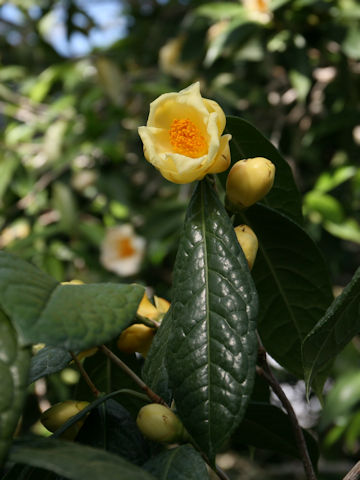 Camellia chrysantha
