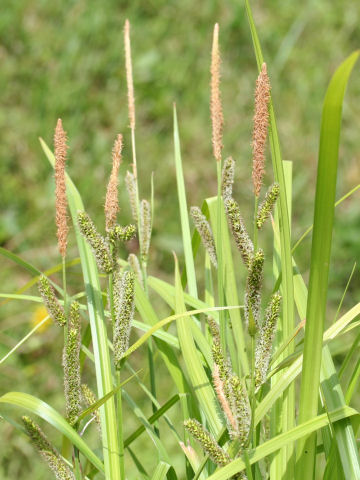 Carex persistens