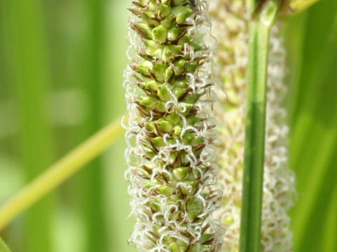 Carex persistens