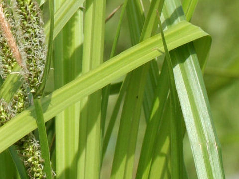 Carex persistens