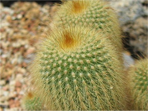 Eriocactus leninghausii