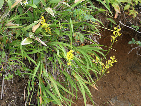 Narthecium asiaticum