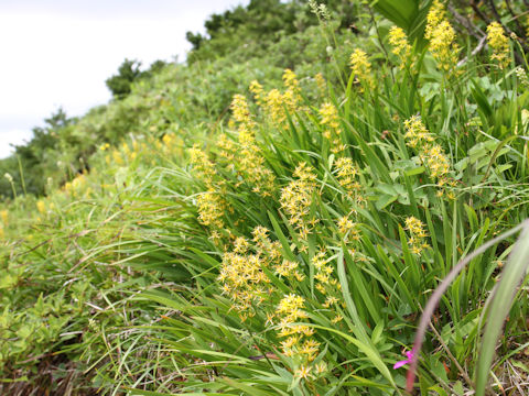 Narthecium asiaticum