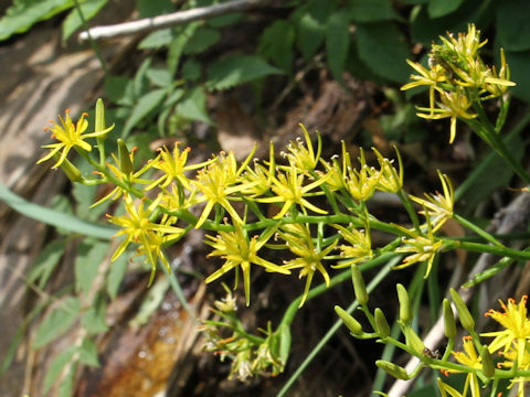 Narthecium asiaticum