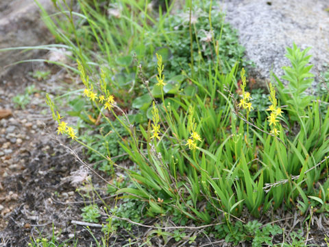 Narthecium asiaticum