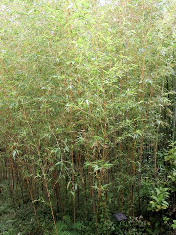 Phyllostachys bambusoides f. castiloni