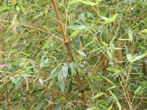 Phyllostachys bambusoides f. castiloni