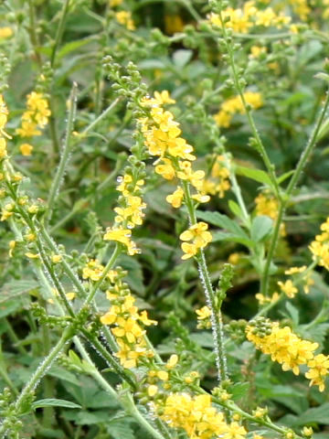 Agrimonia pilosa var. japonica