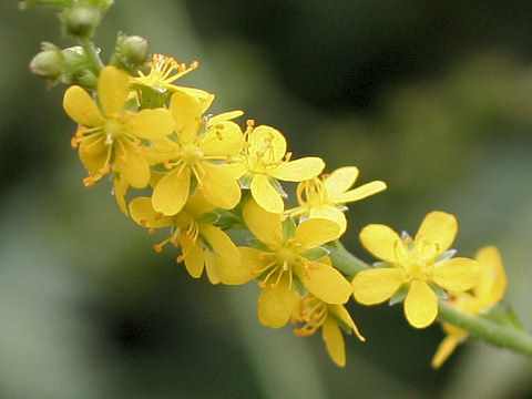 Agrimonia pilosa var. japonica