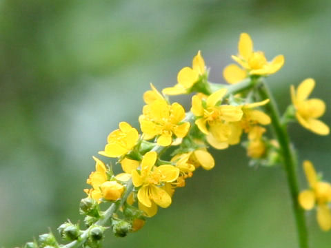 Agrimonia pilosa var. japonica