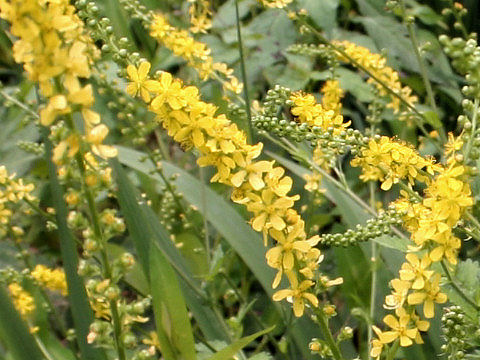 Agrimonia pilosa var. japonica