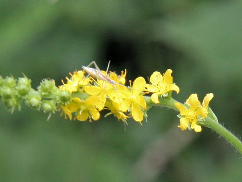 Agrimonia pilosa var. japonica