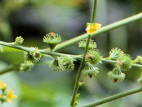 Agrimonia pilosa var. japonica