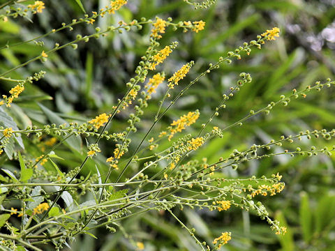 Agrimonia pilosa var. japonica