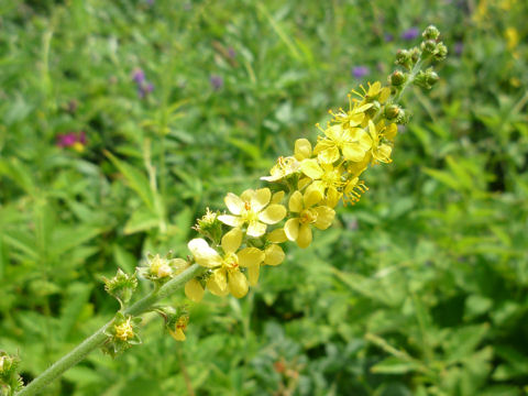 Agrimonia pilosa var. japonica