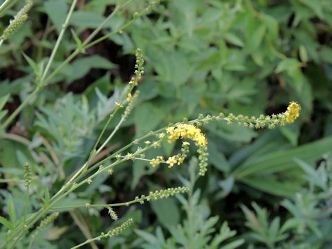 Agrimonia pilosa var. japonica