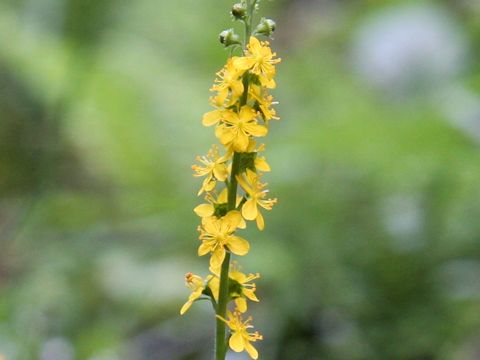 Agrimonia pilosa var. japonica