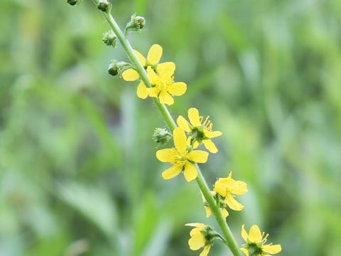 Agrimonia pilosa var. japonica