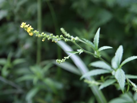 Agrimonia pilosa var. japonica