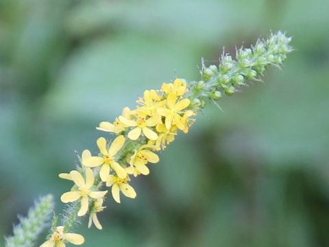 Agrimonia pilosa var. japonica