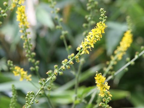 Agrimonia pilosa var. japonica