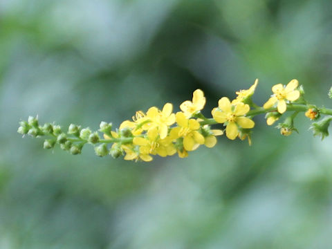 Agrimonia pilosa var. japonica