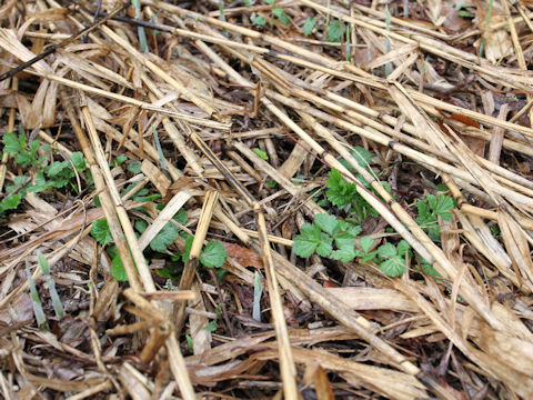 Agrimonia pilosa var. japonica